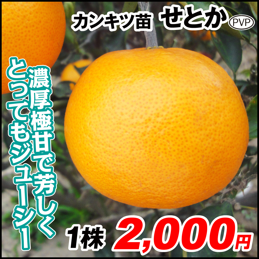果樹苗 カンキツ せとかPVP 1株