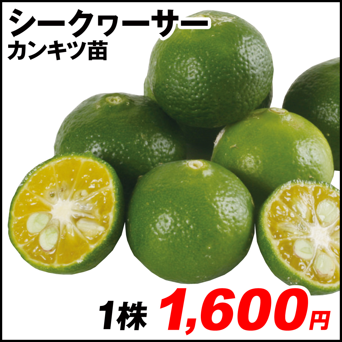 果樹苗 カンキツ シークヮーサー 1株