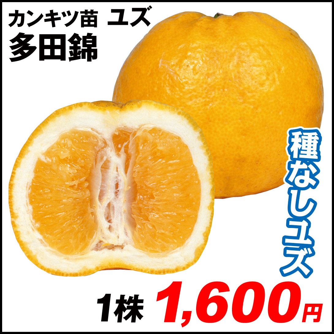 果樹苗 カンキツ ユズ 多田錦 1株