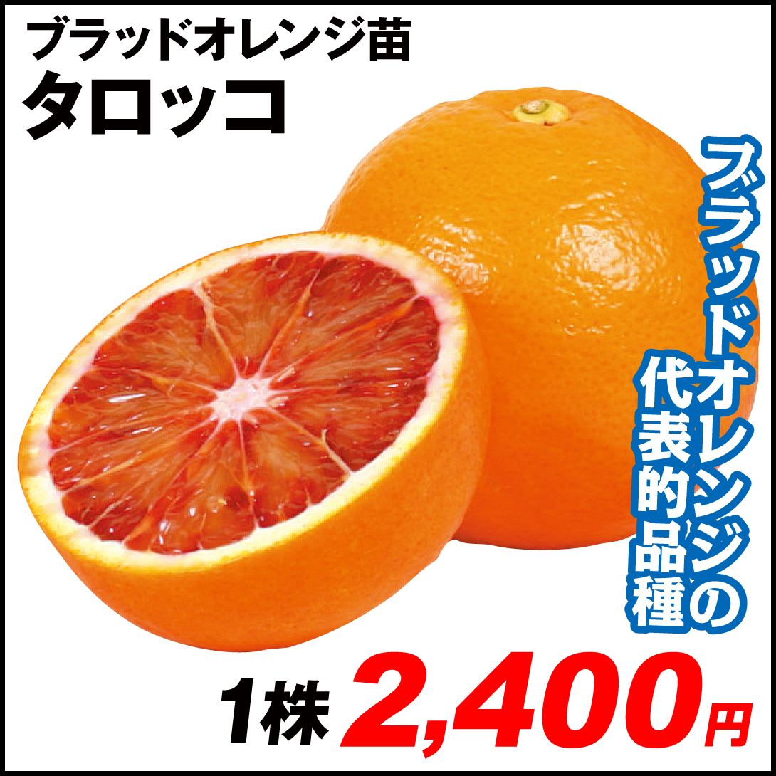 果樹苗 カンキツ ブラッドオレンジ タロッコ 1株