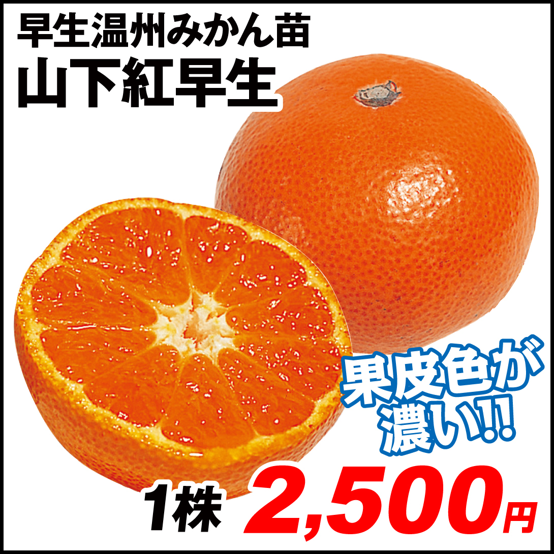 果樹苗 温州みかん カンキツ 山下紅早生
