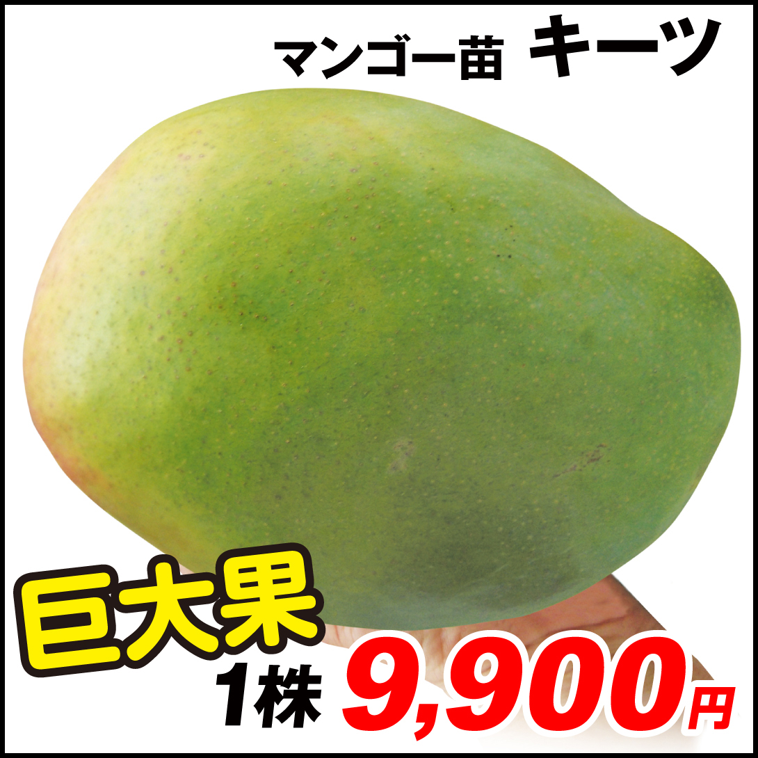 果樹苗 マンゴー キーツ 1株