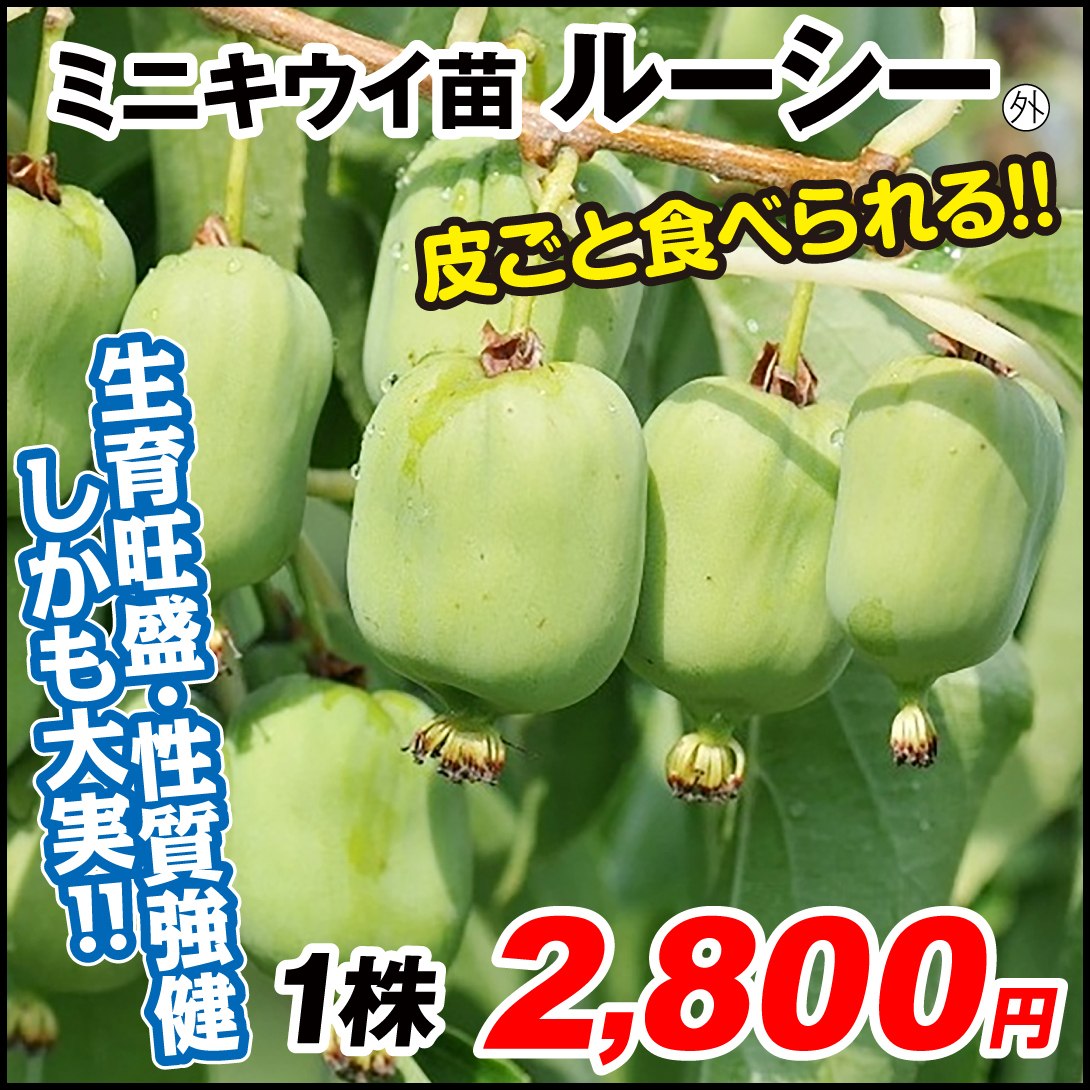 ルーシー外