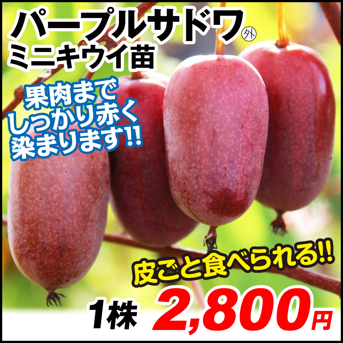 パープルサドワ外