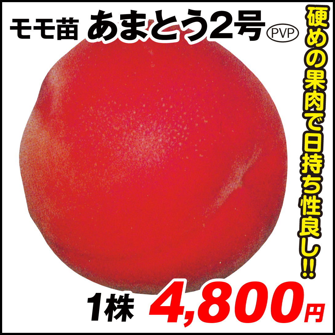 果樹苗 モモ あまとう2号PVP 1株