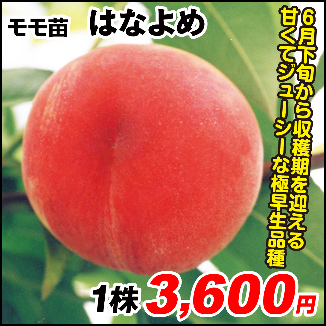 果樹苗 モモ はなよめ 1株
