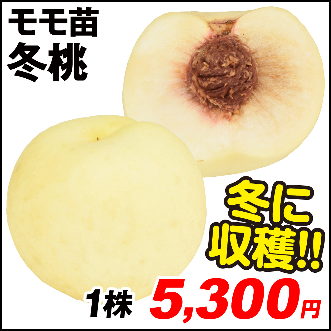 果樹苗 モモ 冬桃 1株