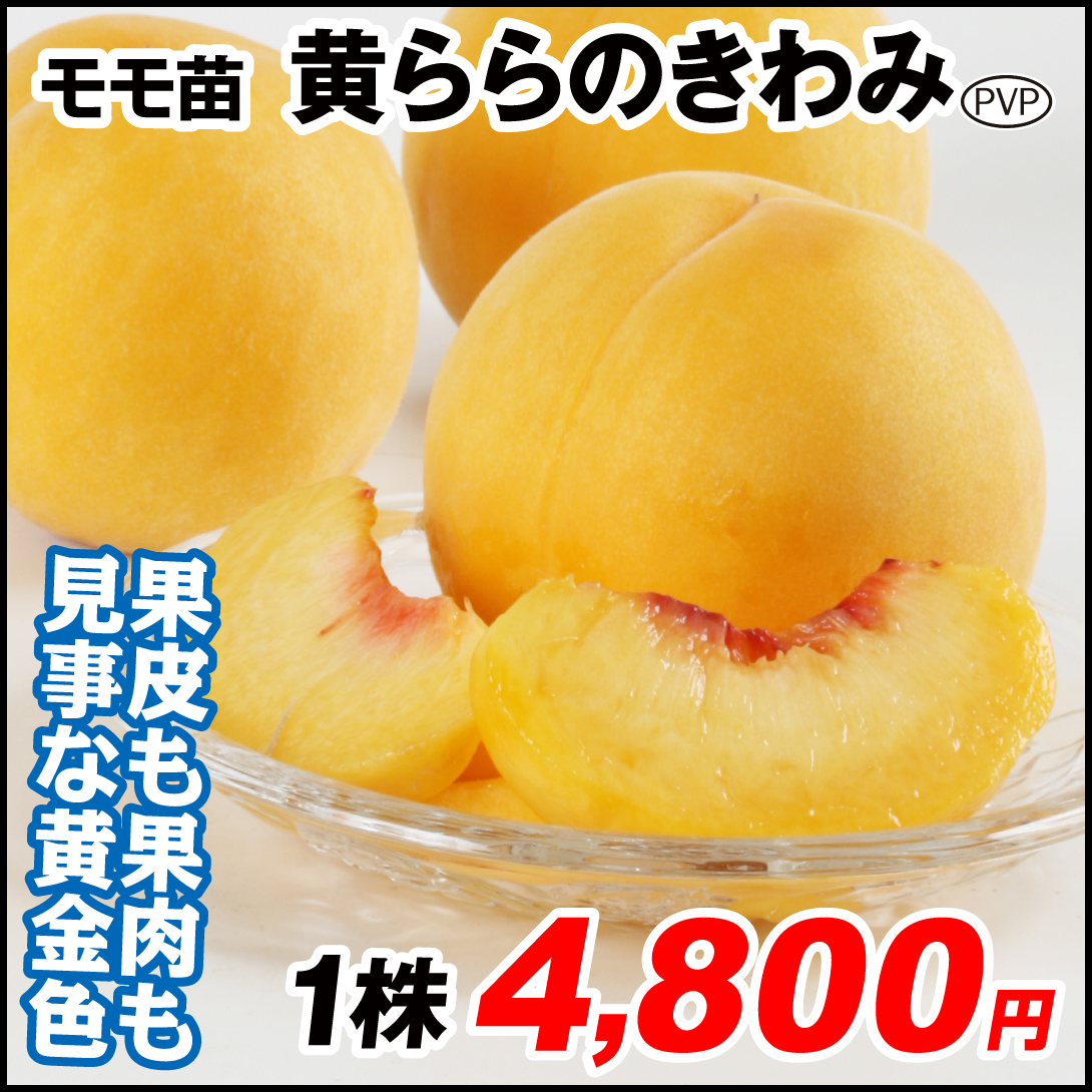果樹苗 モモ 黄ららのきわみPVP 1株