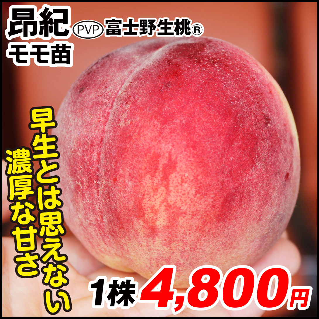 果樹苗 モモ 昂紀PVP （富士野生桃R台） 1株