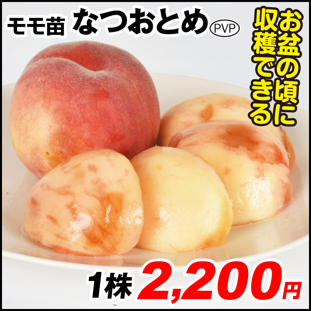 果樹苗 モモ なつおとめPVP 1株