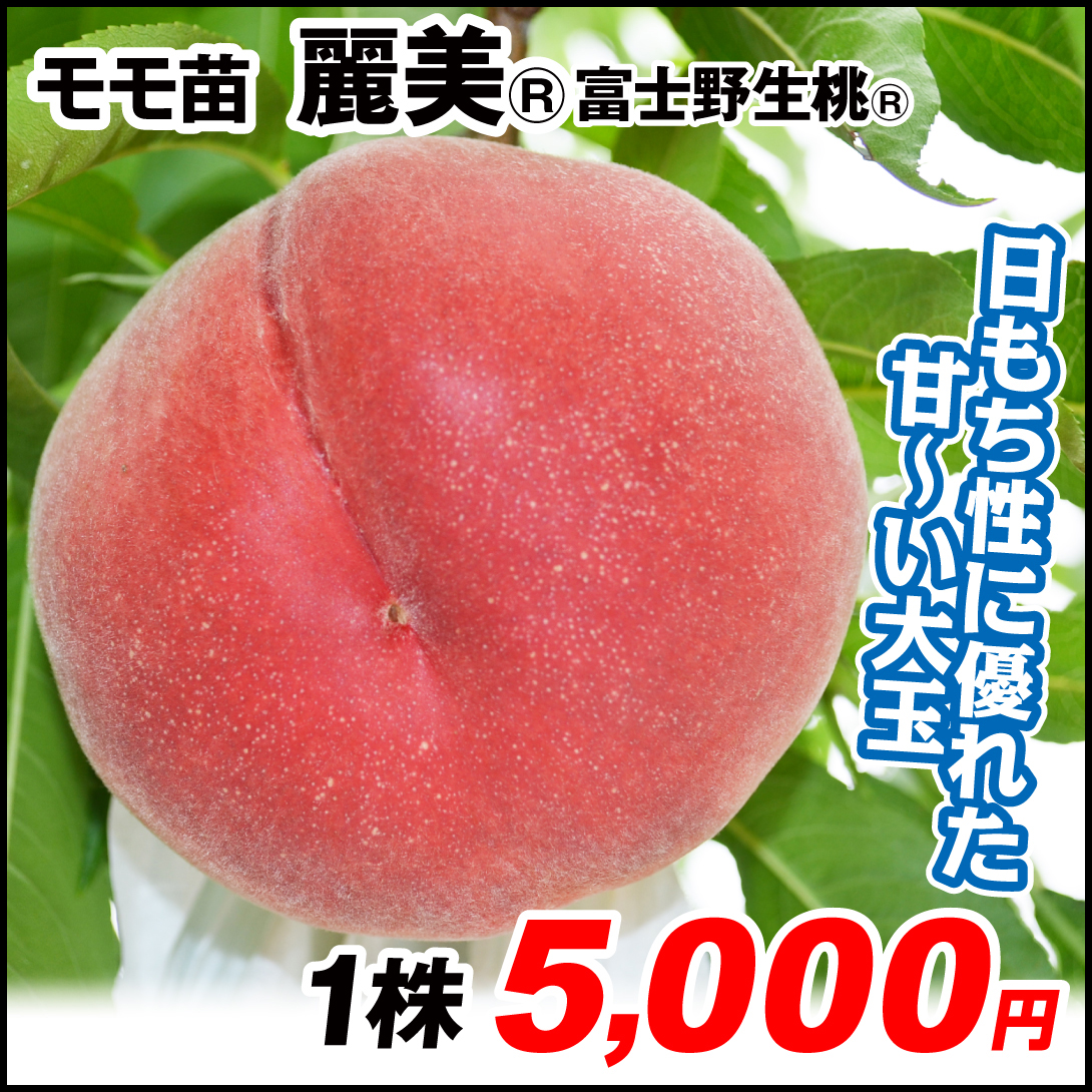 果樹苗 モモ 麗美(品種登録出願中)富士野生桃R 1株