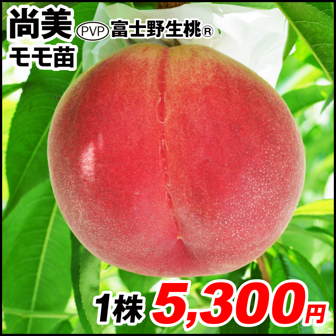 果樹苗 モモ 尚美PVP 富士野生桃R 1株