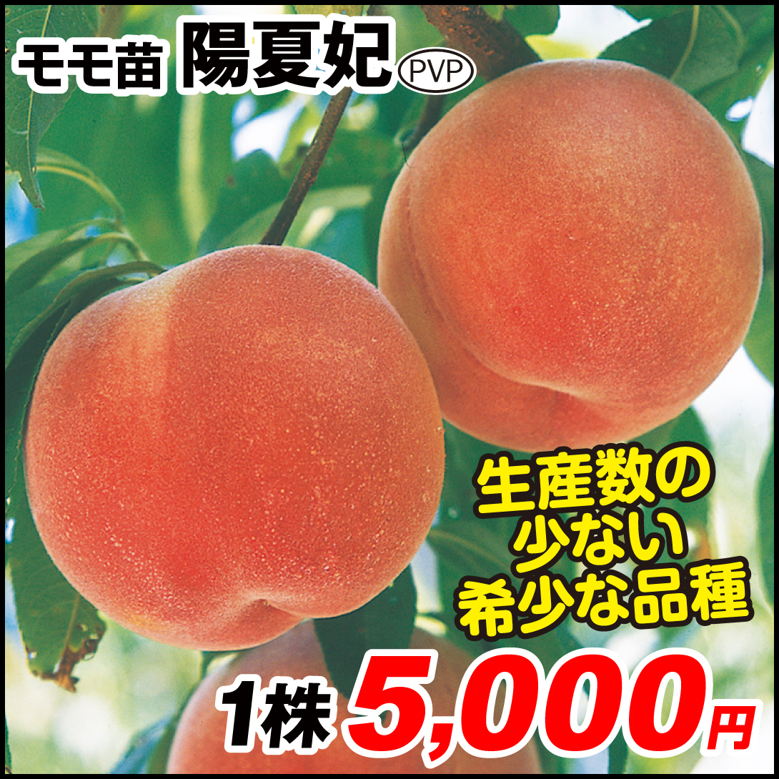 果樹苗 モモ 陽夏妃PVP 1株