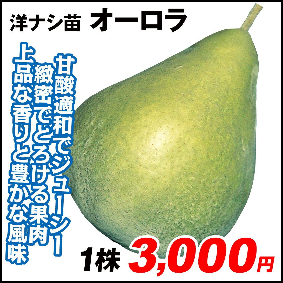 果樹苗 洋ナシ オーロラ 1株