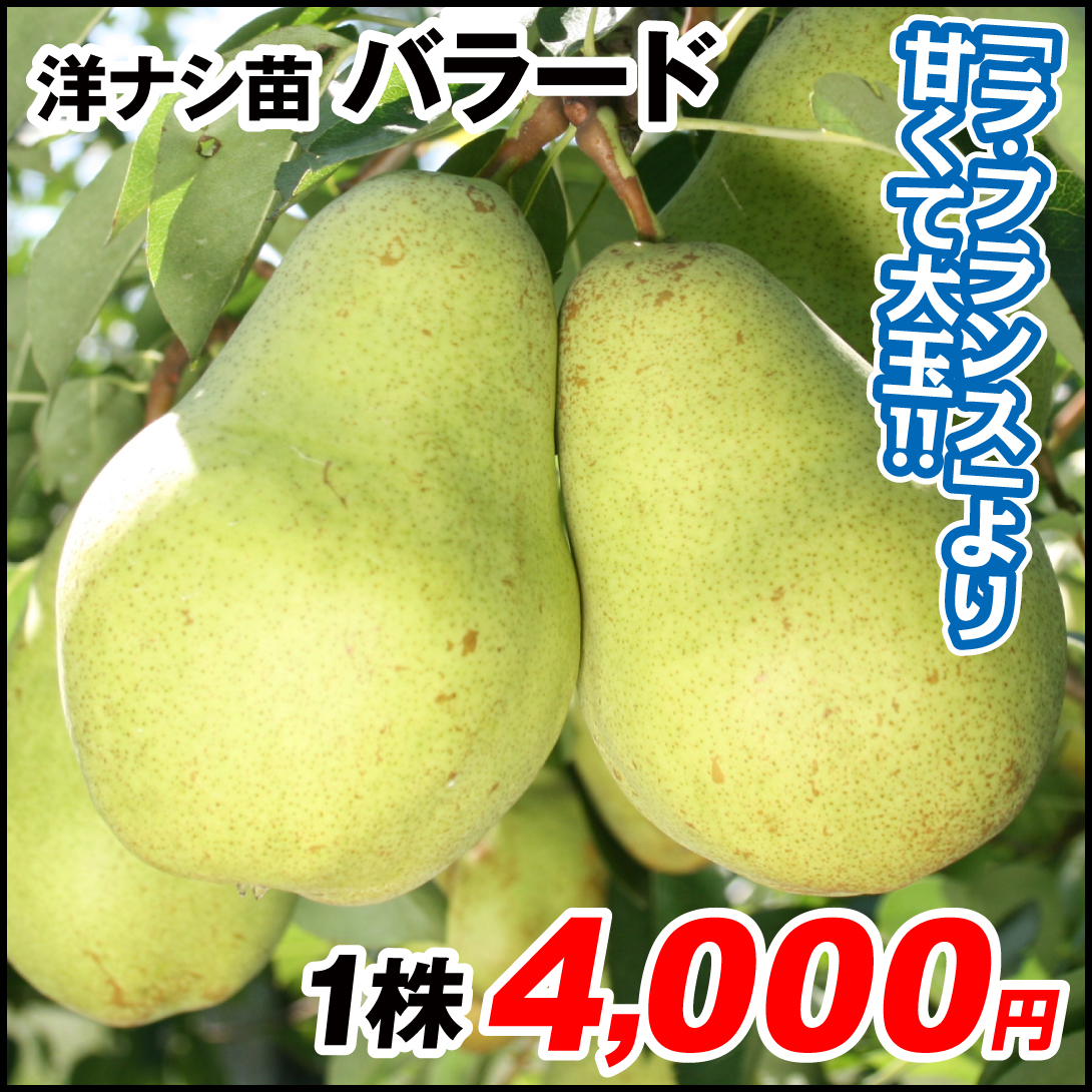 果樹苗 洋ナシ バラード 1株