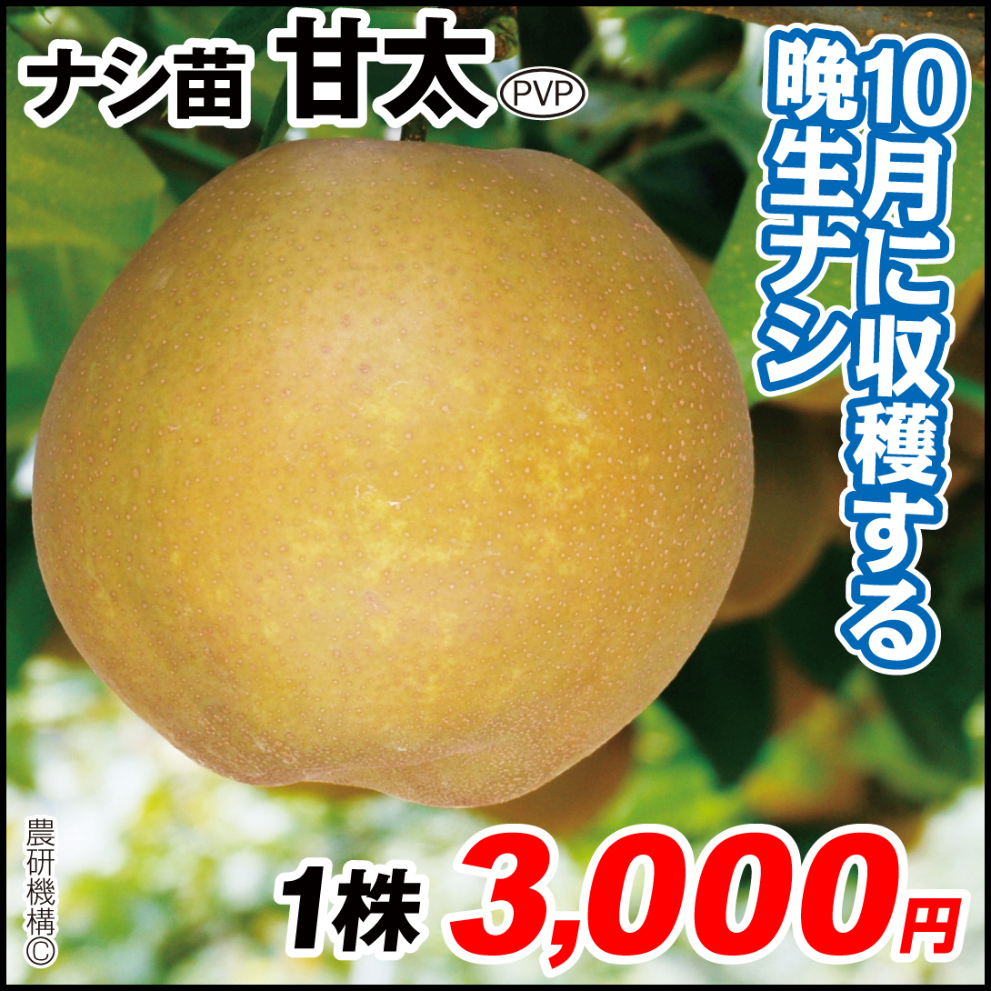 果樹苗 ナシ 甘太PVP 1株