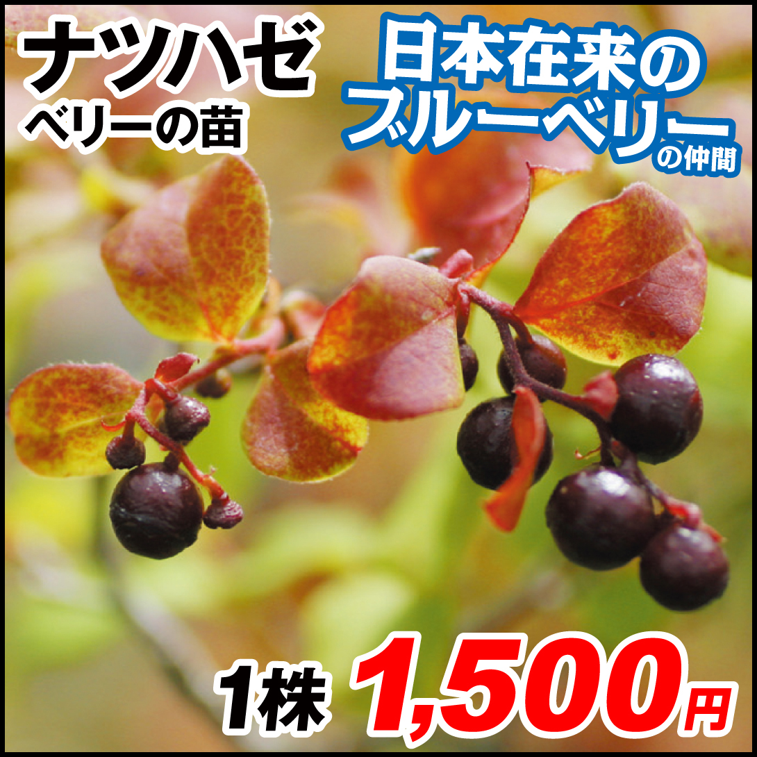 果樹苗 ナツハゼ 1株