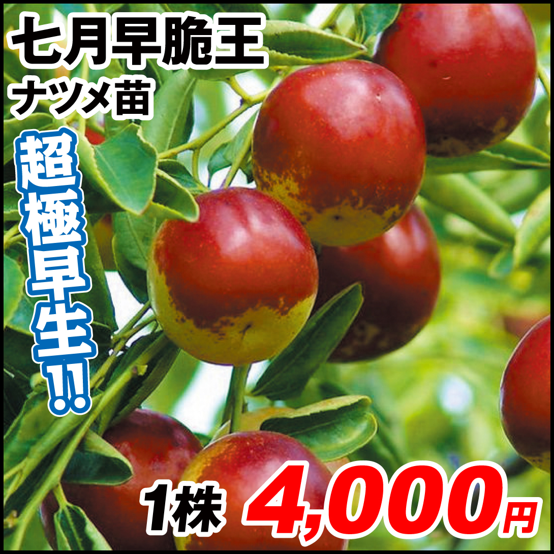 果樹苗 ナツメ 七月早脆王 1株