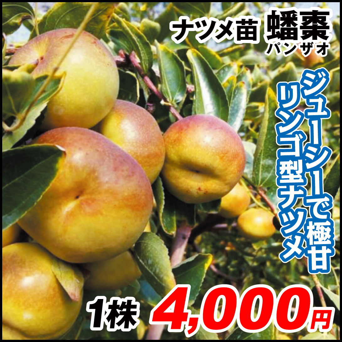 果樹苗 ナツメ 蟠棗(パンザオ) 1株