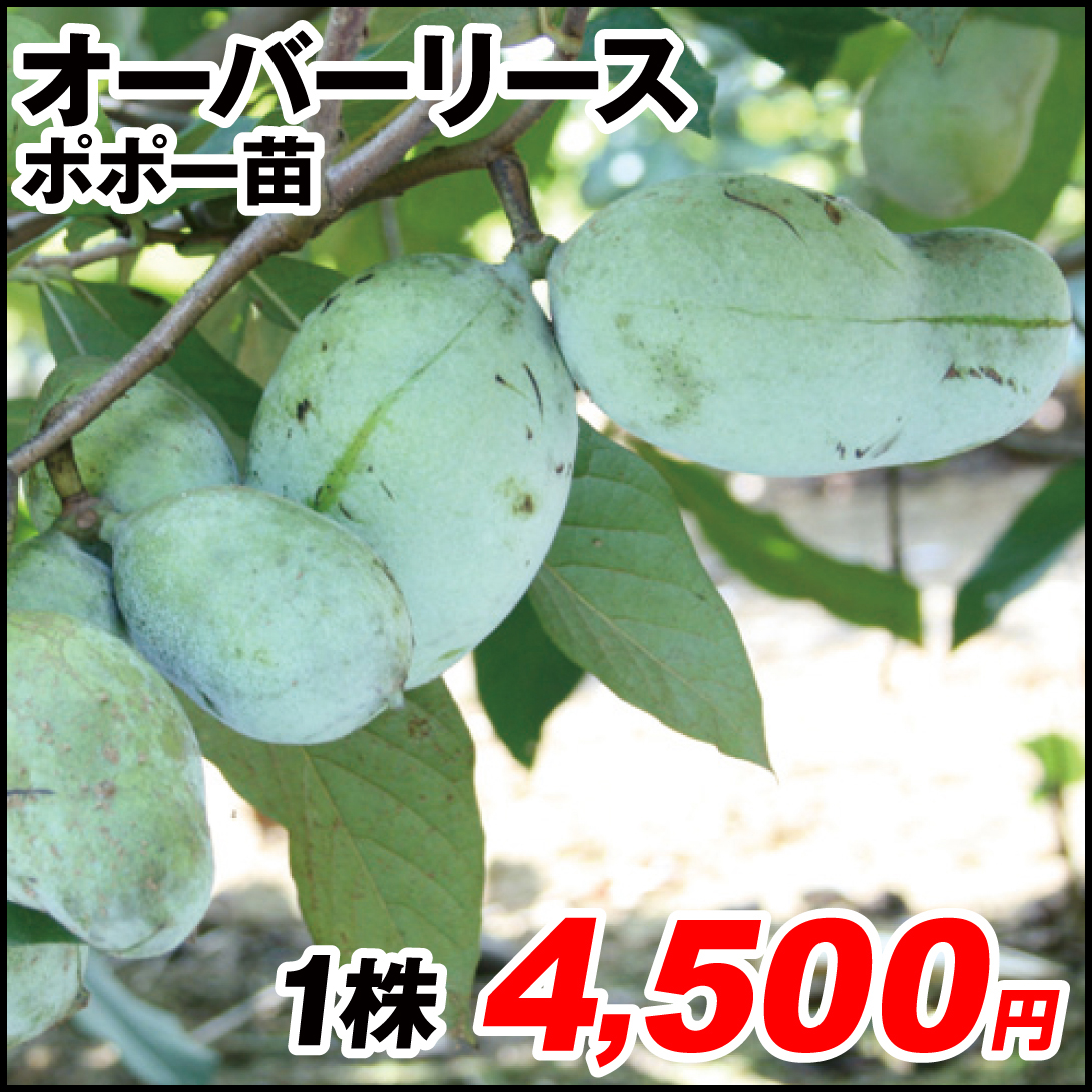 果樹苗 ポポー (ポーポー)  オーバーリース 1株