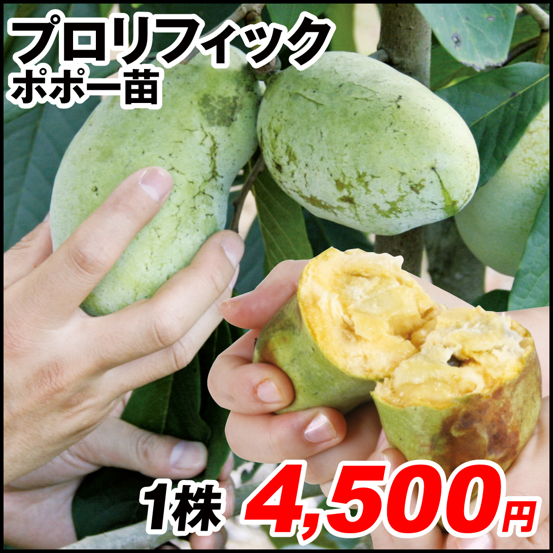 果樹苗 ポポー (ポーポー)  プロリフィック 1株
