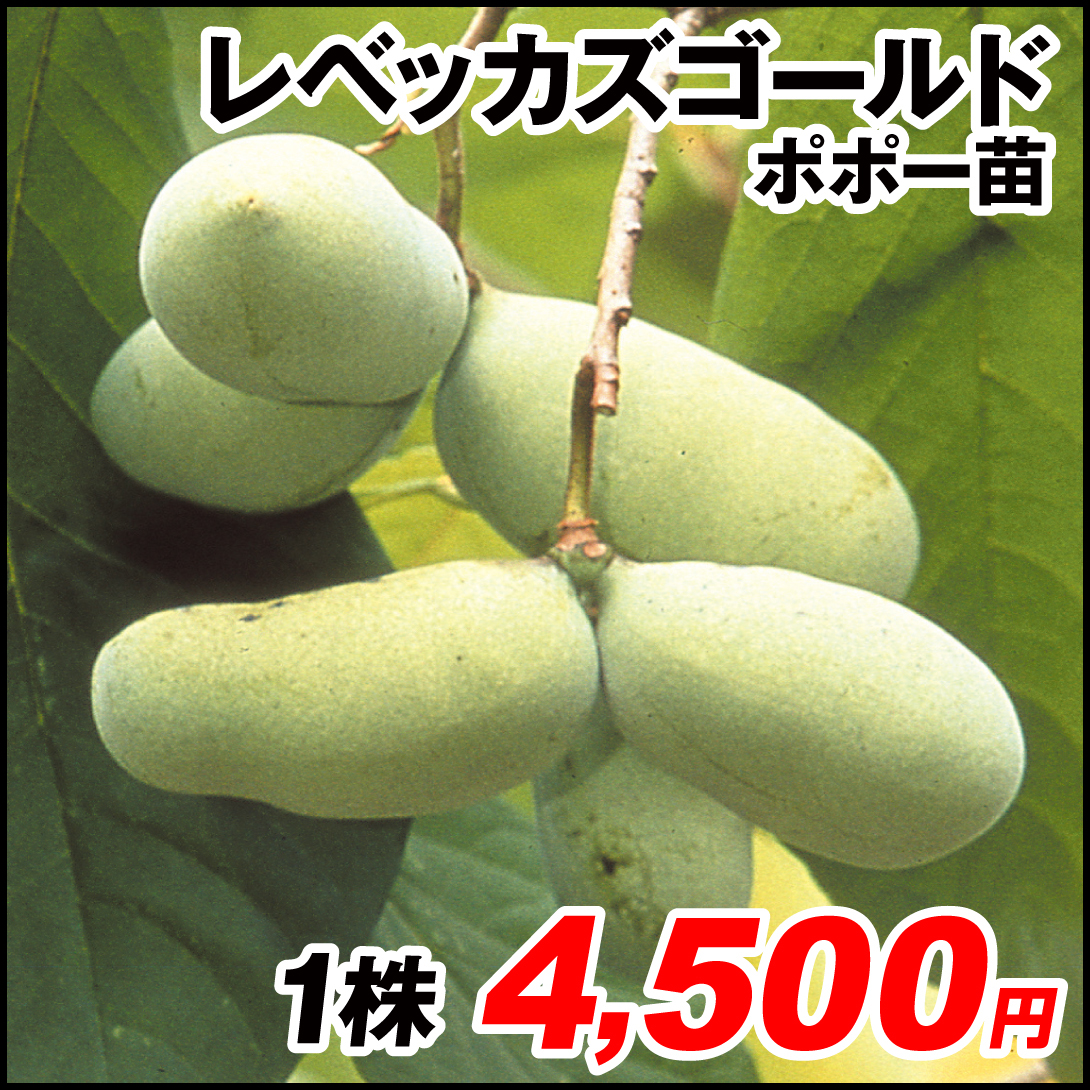 果樹苗 ポポー (ポーポー)  レベッカズゴールド 1株