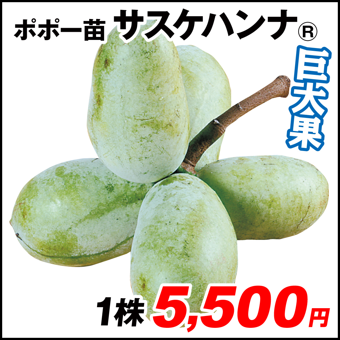 果樹苗 ポポー (ポーポー)  サスケハンナR 1株