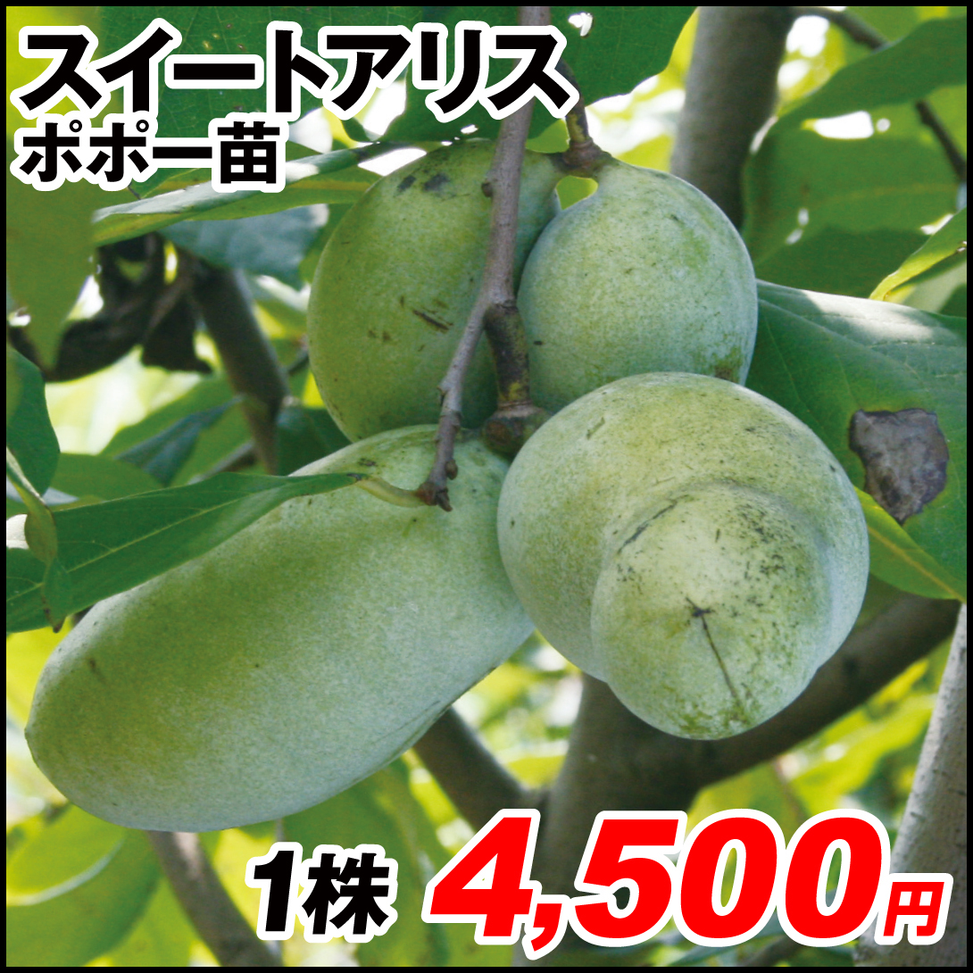 果樹苗 ポポー (ポーポー)  スイートアリス 1株