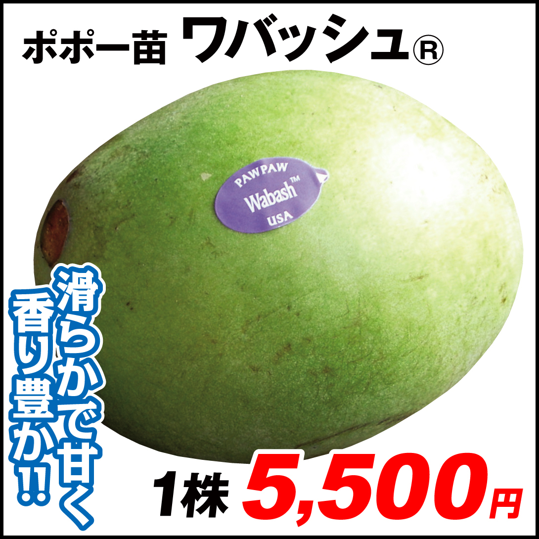 果樹苗 ポポー (ポーポー)  ワバッシュR 1株