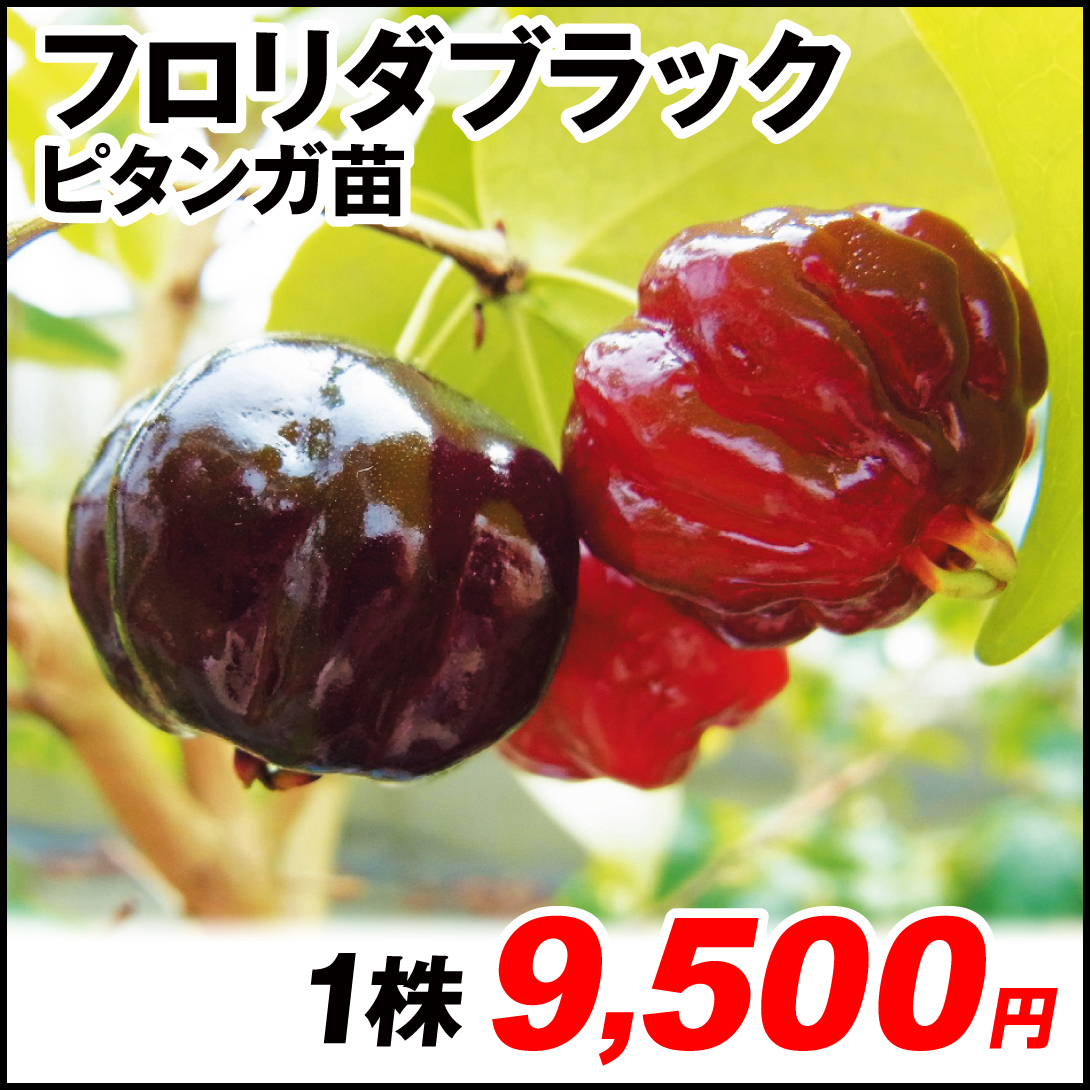 果樹苗 ピタンガ フロリダブラック 1株