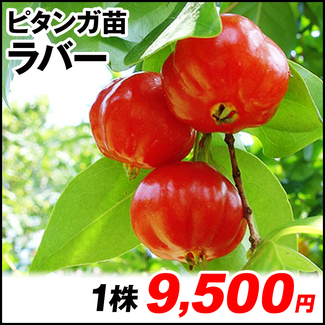 果樹苗 ピタンガ ラバー 1株