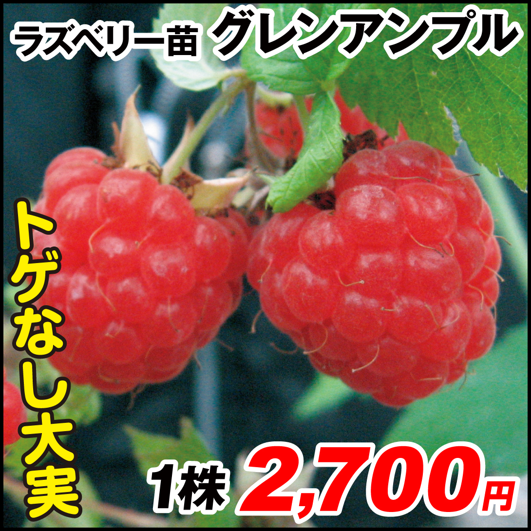 果樹苗 キイチゴ ラズベリー グレンアンプル 1株