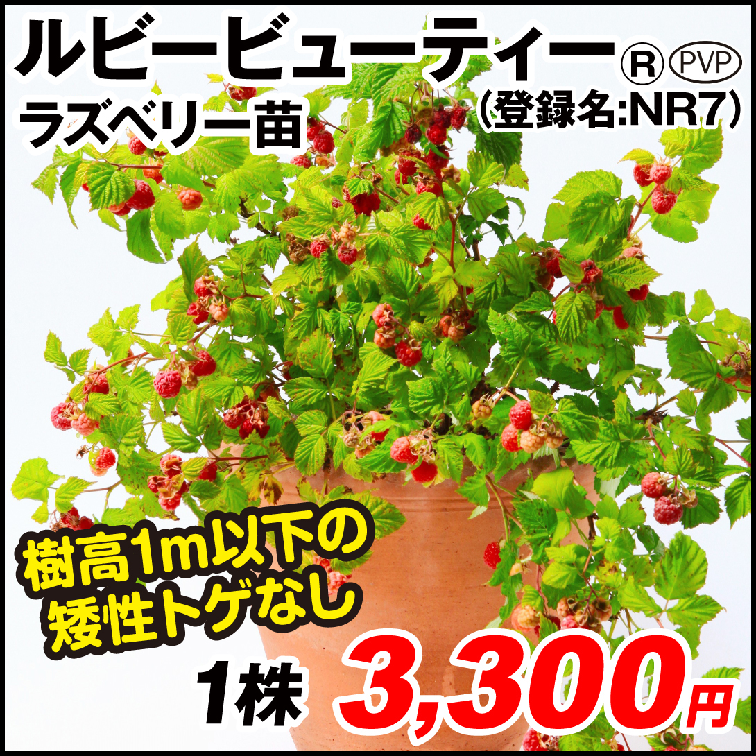 果樹苗 ラズベリー ルビービューティーＲ PVP (登録名：ＮＲ７) 1株