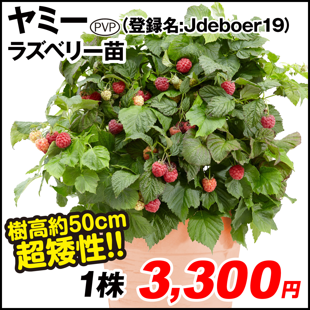 果樹苗 ラズベリー ヤミーPVP (登録名:Jdeboer19) 1株