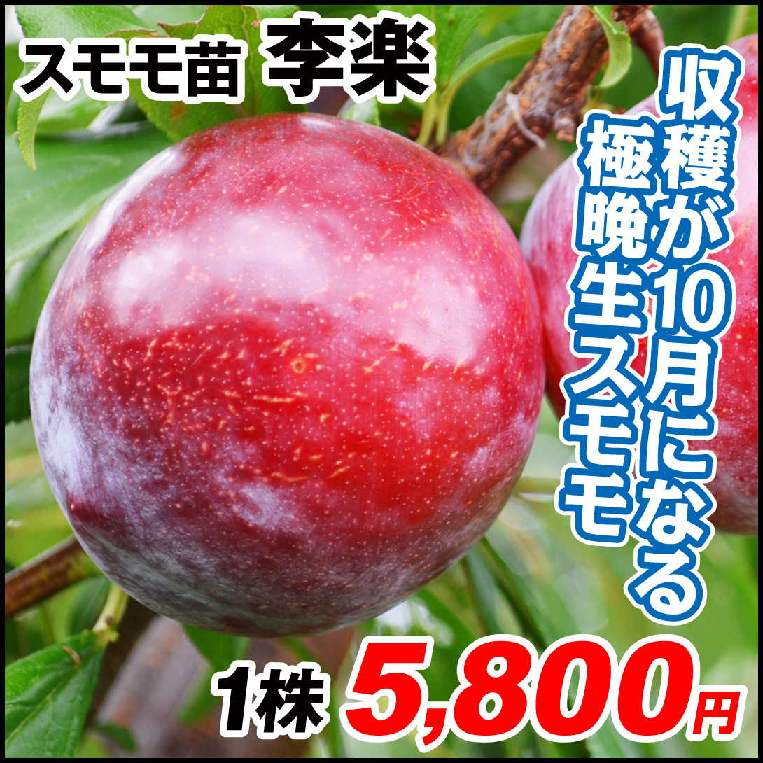 果樹苗 スモモ 李楽(商標登録出願中) 1株