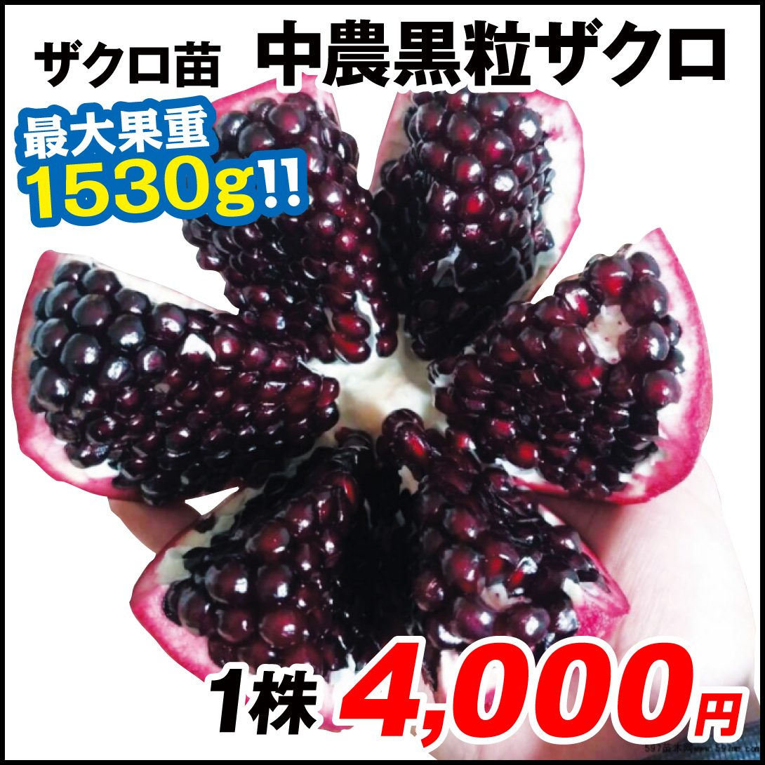 果樹苗 ザクロ 中農黒粒ザクロ 1株