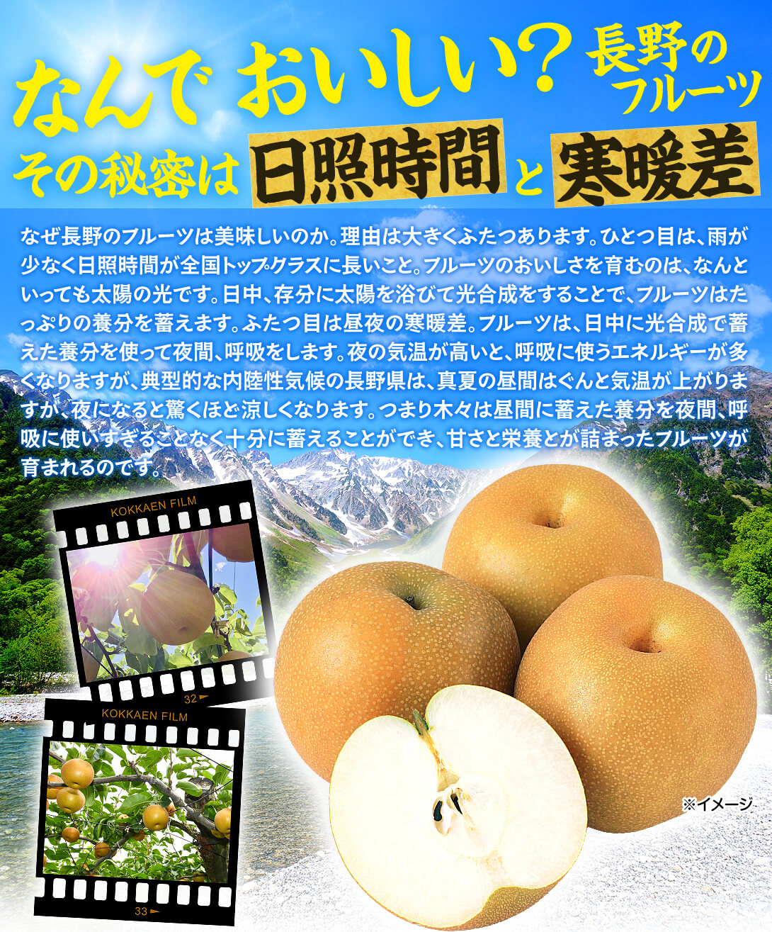 【熊本県産】幸水梨 梨 ナシ 家庭用 バラ詰め 訳アリ品 8~10kg 熊本県産】幸水梨 梨 ナシ 家庭用 バラ詰め 訳アリ品 8~