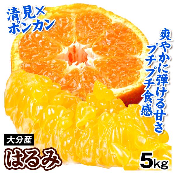 みかん はるみ 5kg 大分産 訳あり 柑橘 蜜柑 フルーツ 果物 送料無料 食品
