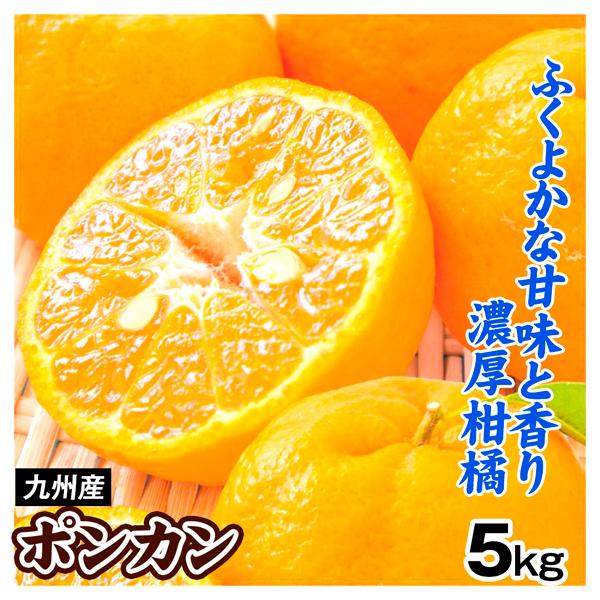 みかん 5kg ご家庭用 ポンカン 九州産 送料無料 食品