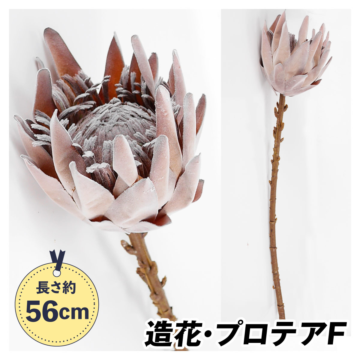 在庫整理‼️プロテア 35本 商品の説明在庫整理‼️キングプ…