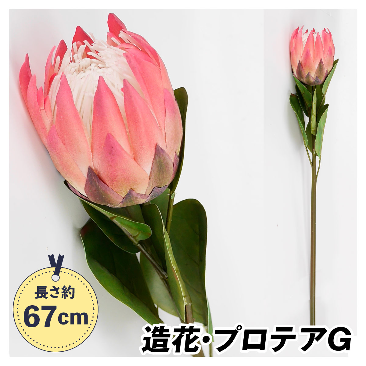 在庫整理‼️プロテア 35本 在庫整理‼️プロテア 35本 商品の説明在庫整理‼️キングプ…