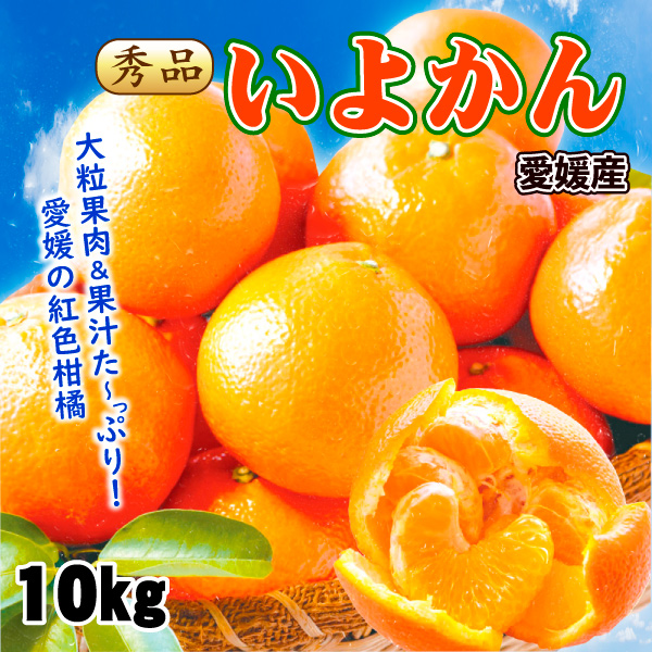 みかん 10kg いよかん 秀品 大特価 愛媛産 送料無料 食品