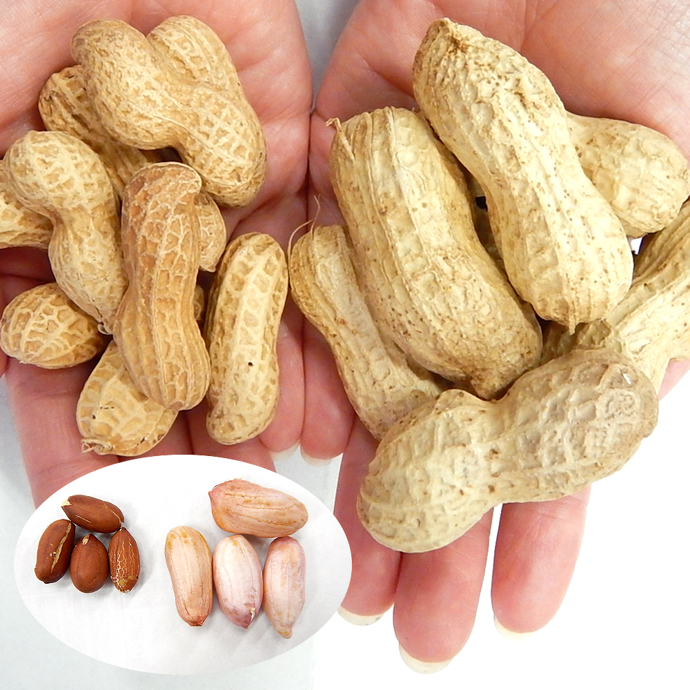 実生野菜苗 ラッカセイ おおまさりネオPVP