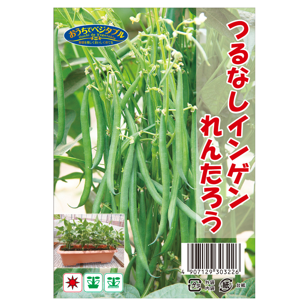 種 野菜たね マメ つるなしインゲン れんたろう 1袋（約50粒） /送料グループ【15ｱ】