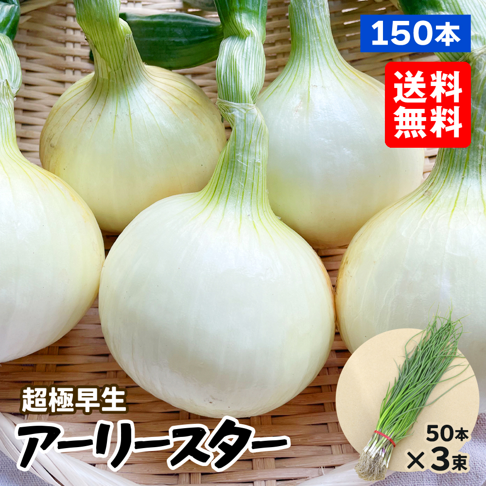 玉ねぎ苗（超極早生） アーリースター 150本 送料無料