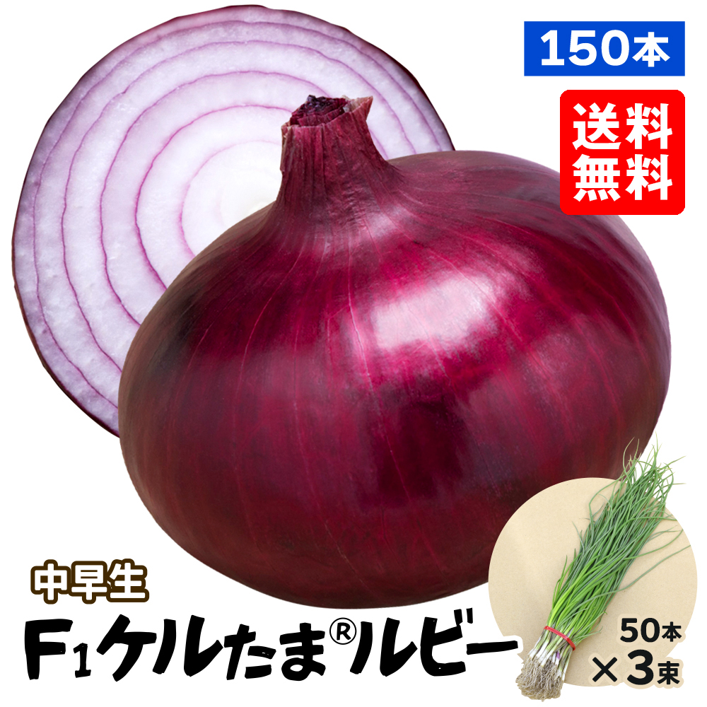 玉ねぎ苗 （中早生） F1ケルたま(R) ルビー 150本 送料無料