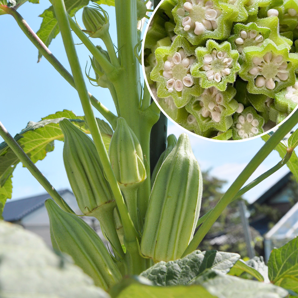 実生野菜苗 オクラ ダビデの星