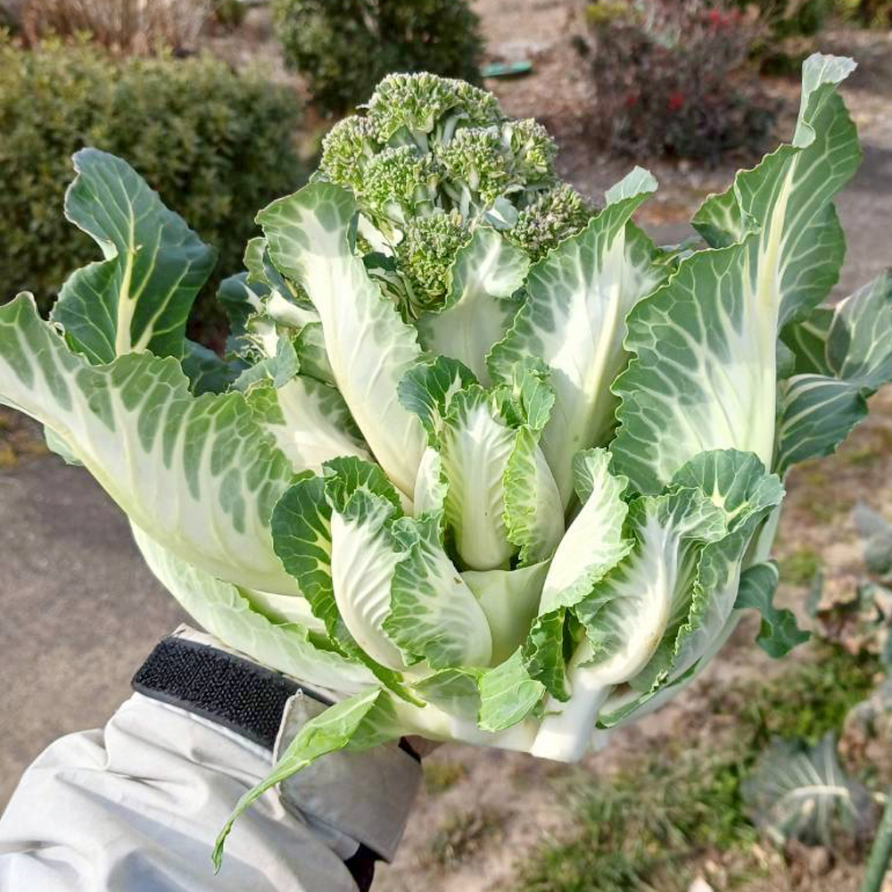 種 野菜たね 花野菜 F1ピッコラホワイト 1袋（30粒）