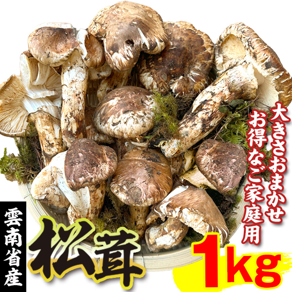松茸 約1kg 雲南省産 冷蔵便 送料無料 食品