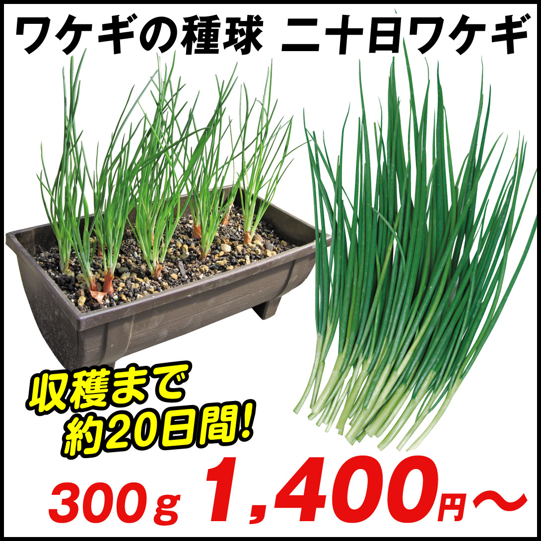 ワケギ 種球 二十日ワケギ